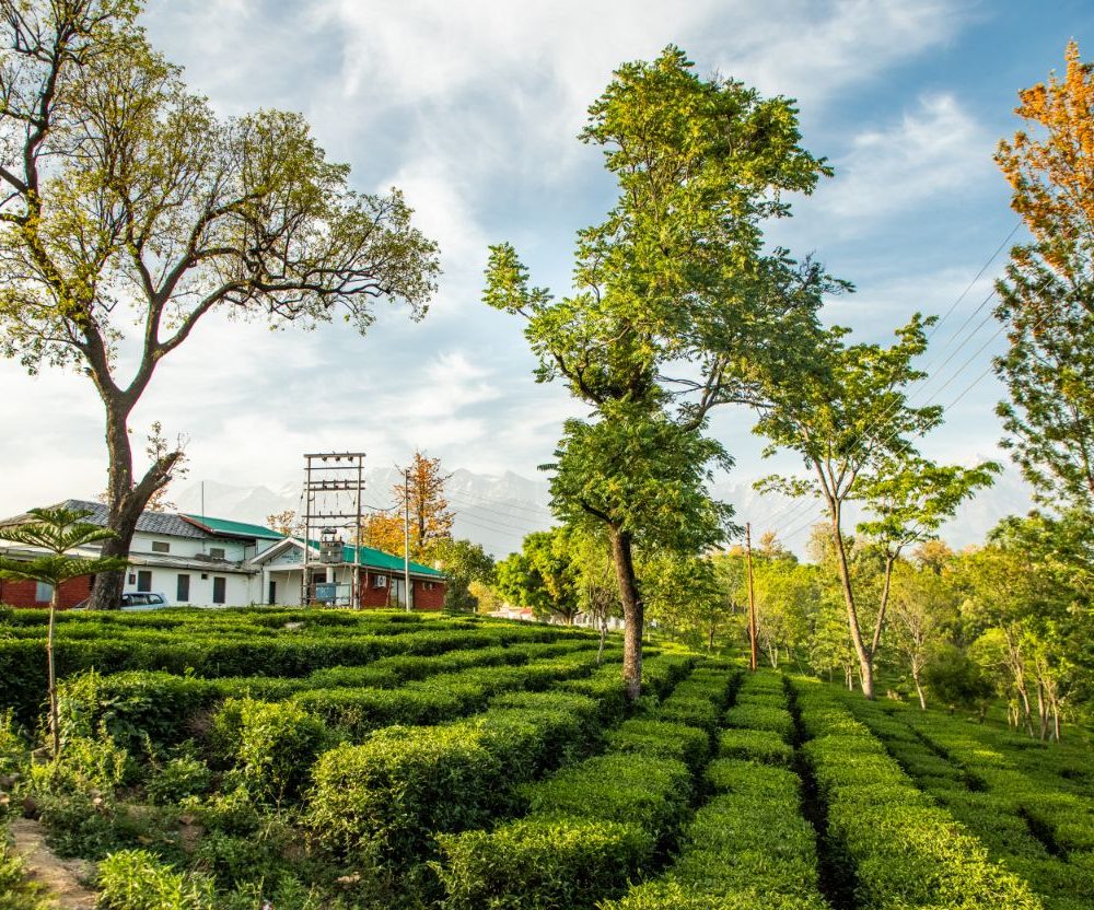 Tea Garden @ Himalayan Adrenaline - Things to do in palampur 