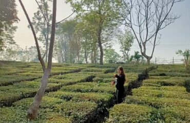 Tea Garden Tour, Palampur, Himachal Pradesh
