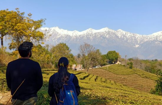 Tea Garden Tour, Palampur, Himachal Pradesh