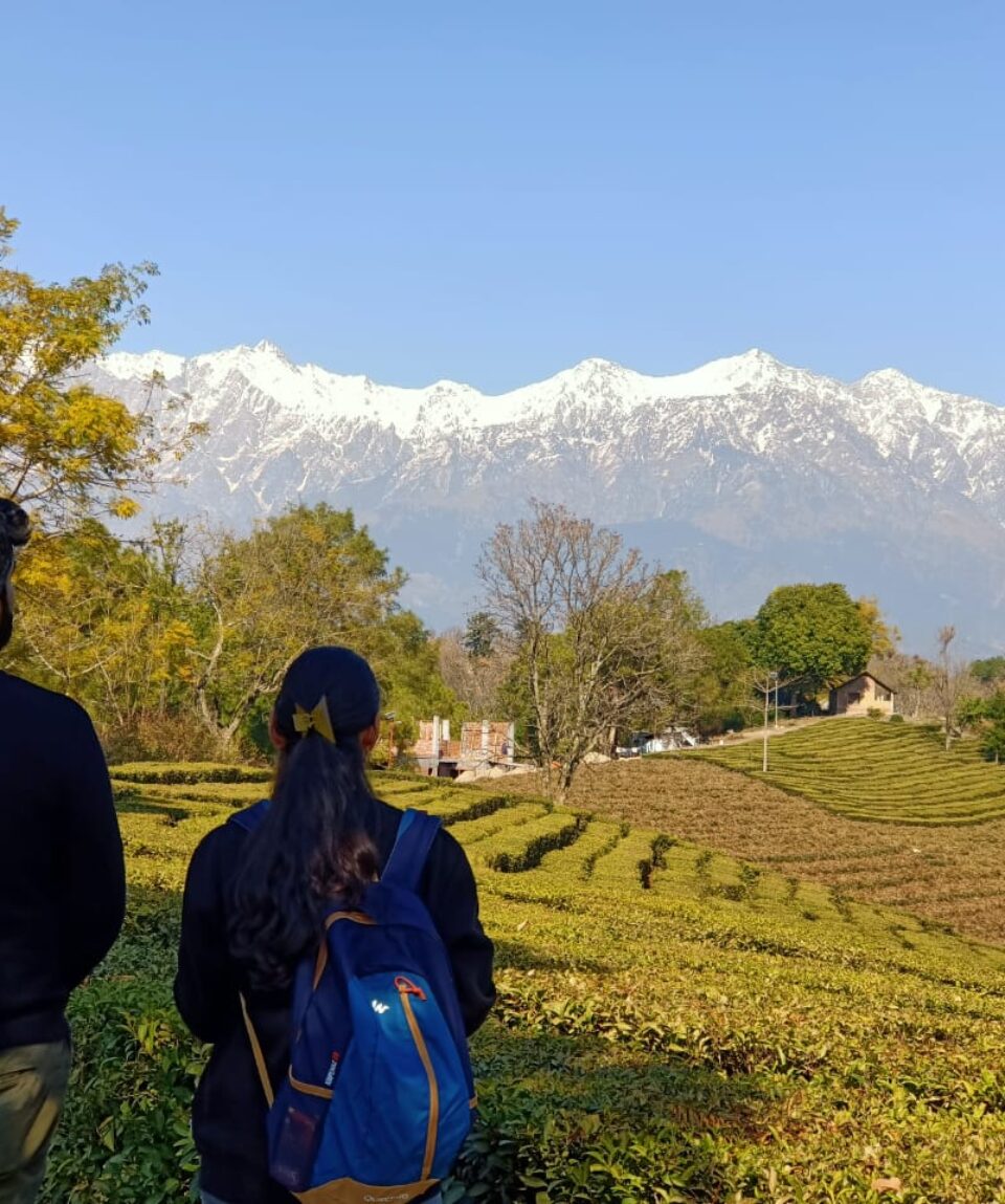 Tea Garden Tour, Palampur, Himachal Pradesh