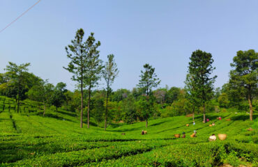 tea-tour-and-tea-tasting-in-palampur