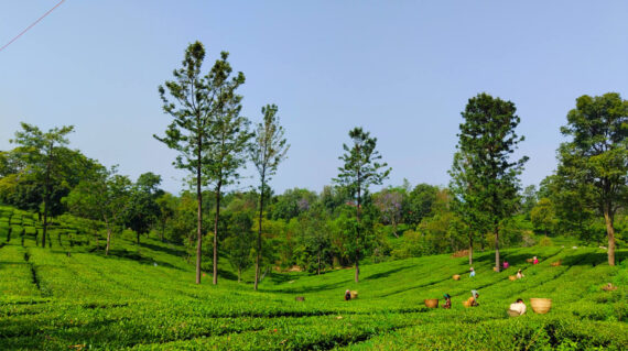 tea-tour-and-tea-tasting-in-palampur