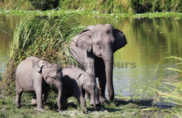 Elephant Sighting in Kaziranga