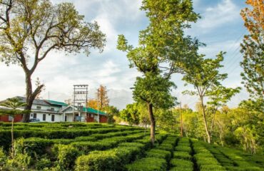 Tea Garden, Palampur, Himachal Pradesh