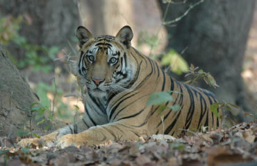 Bandhavgarh_National_Park_Tigers_(2009)_5