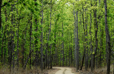 Kanha_National_Park_-_panoramio