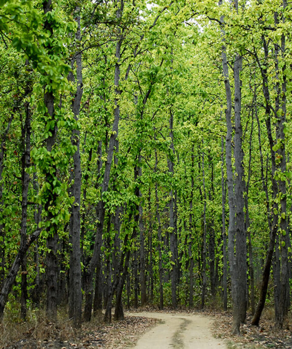 Kanha_National_Park_-_panoramio