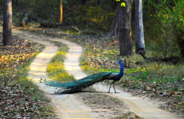 Peacock_National_Bird_Of_India_-_Kanha_National_Park