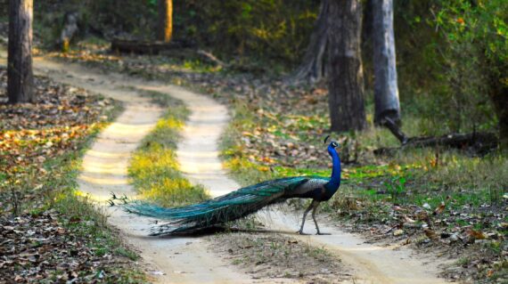 Peacock_National_Bird_Of_India_-_Kanha_National_Park