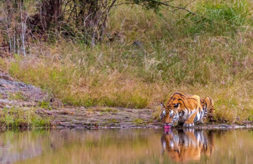 bandhavgarh