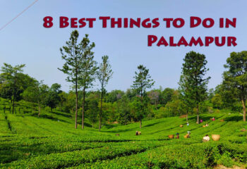 8 Best Things to Do in Palampur