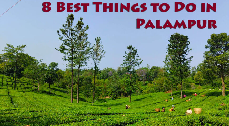8 Best Things to Do in Palampur