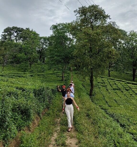 Tea Garden Tour - Best Experiences in Kangra Valley