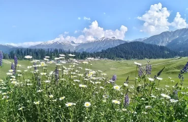 Gulmarg Wildlife Sanctuary