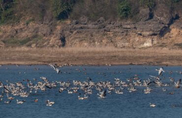 pong dam lake