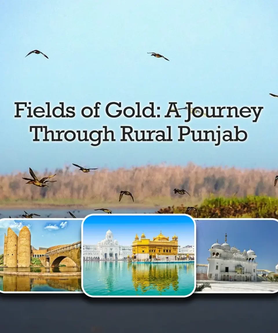 Fields of Gold A Journey Through Rural Punjab